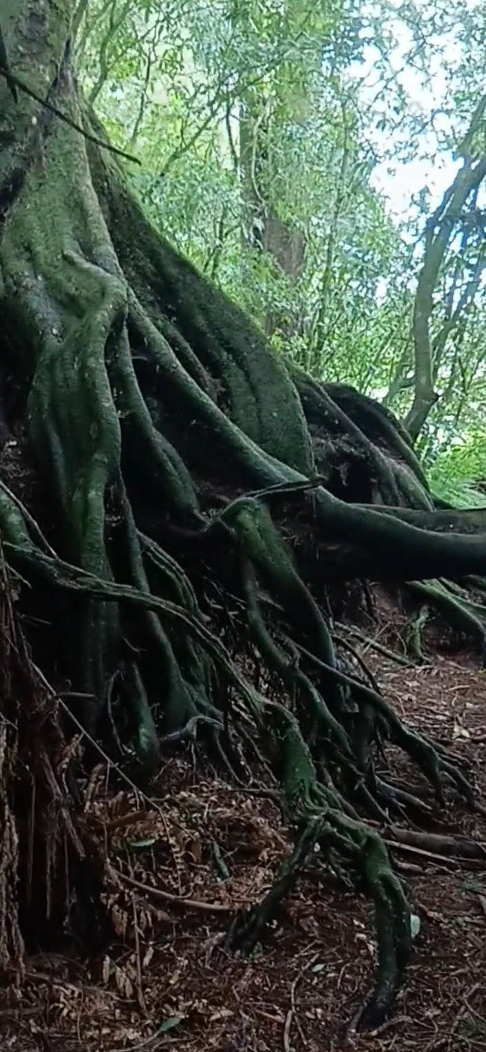 Mirimiri Oil-Forest Sanctuary (100mls) 🌱